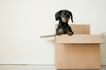 A black and tan dachshund is sitting in a cardboard box.